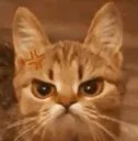 madcat
