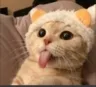 cat Discord Emoji