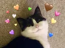 catily Discord Emoji