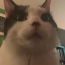 GastonConfused