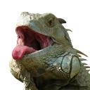 iguanatongue