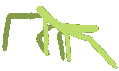StickBugDance