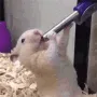 Meme_Hamstersuck