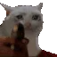 sad_cat_shoot