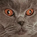 Kittycap Discord Emoji