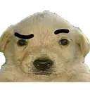 dog_with_raised_eyebrow dog_with_raised_eyebrow