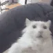 ch_dinosaur