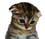 CatSad Discord emoji