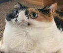 catmmm Discord emoji