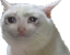 CatSad Discord emoji
