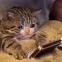 catphone
