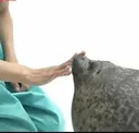 ShutSeal