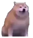 ShibaScared