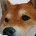 Shiba Shiba