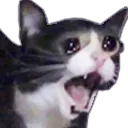 KittyCryCat Discord Emoji