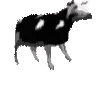 polishcow