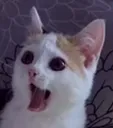 Pogcat Discord Emoji