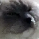figleyJudgement
