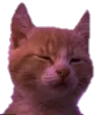 tiredkitty
