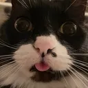 psychoblep