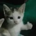 Rs_GatoPiola Rs_GatoPiola