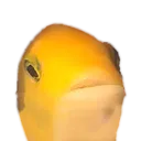 zikefish_shocked