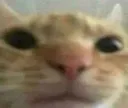 catting