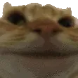 catNOPE catNOPE