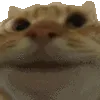 catYEPPER