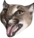 floppog