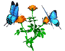 signaturebutterfly