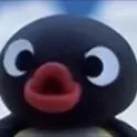 pingubruh