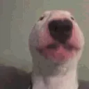 waltervibe