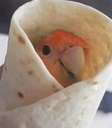 birbwrap Discord emoji