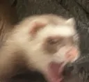 ferret_scream144