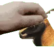 Hypsi_Pat