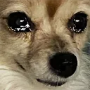 moocry Discord Emoji