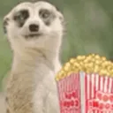 MeerkatPopcorn MeerkatPopcorn