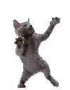 AU_dancingcat