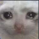 Catto_cry