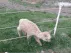 Alpaca