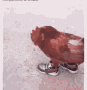 shoecock