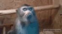 monke