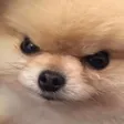 angryboi