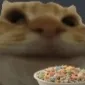 CerealCat