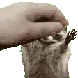 raccoonpet
