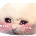 blushycat