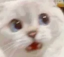 CatWTF