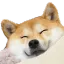 dogi