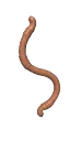 WORM